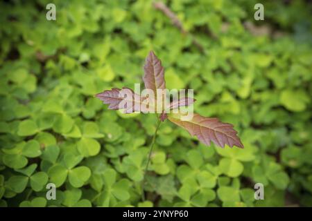 Junge Eiche auf einem Kleebett Stockfoto