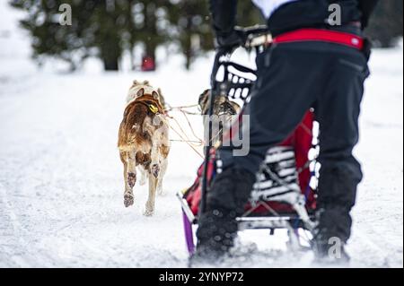 Schlittenhund-Szene während eines Wettkampfs Stockfoto