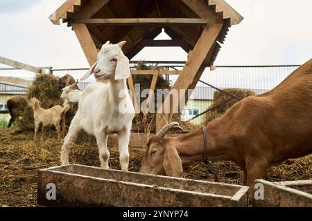Süße weiße Ziege mit kleinen Hörnern, die neben braunem reinrassigem Tier stehen und frisches Heu für Krippe auf dem Hof essen Stockfoto