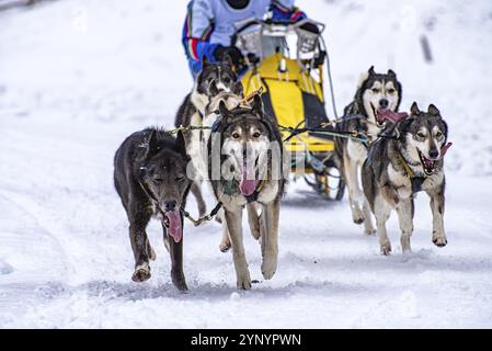 Schlittenhund-Szene während eines Wettkampfs Stockfoto