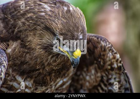 Nahaufnahme des Kopfes eines Falken Stockfoto