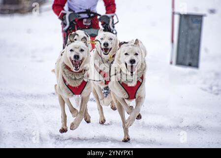 Schlittenhund-Szene während eines Wettkampfs Stockfoto