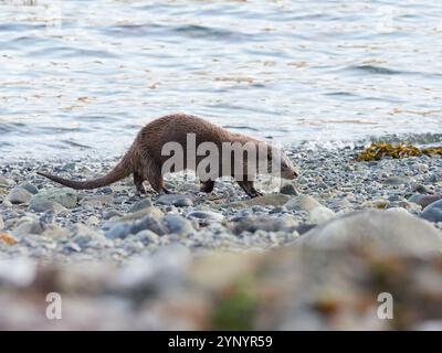 Otter (Lutra lutra) Spaziergang am Strand an der Küste der Isle of Mull, Schottland, Großbritannien Stockfoto