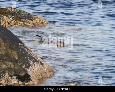 Otter (Lutra lutra) schwimmen entlang der Küste eines Sees in Mull, Schottland, Großbritannien Stockfoto