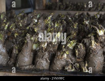 Anbau und Ernte von Zichorien Stockfoto