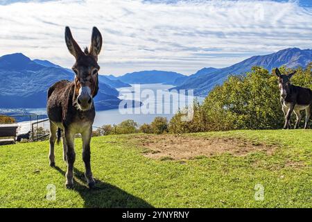 Esel aus nächster Nähe auf einem Berg des Comer Sees Stockfoto