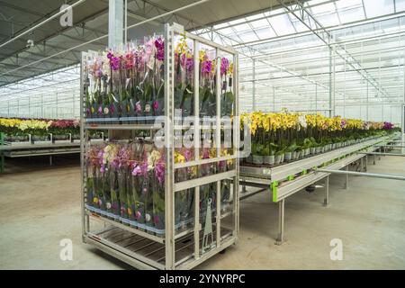 Orchideenanbau in einem gewerblichen Gewächshaus Stockfoto