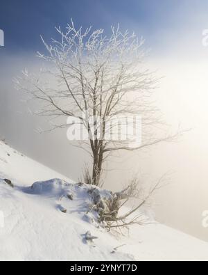 Tannheimer Tal Tree im Winter über den Wolken bei Sonnenaufgang Stockfoto