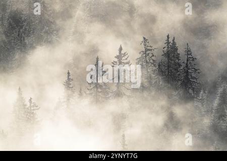 Tannen im Nebel bei Sonnenaufgang in den alpen mit frischem Schnee Stockfoto