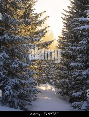 Tannheimer Tannenbäume bei Sonnenaufgang im Winter mit frischem Tiefschnee Stockfoto