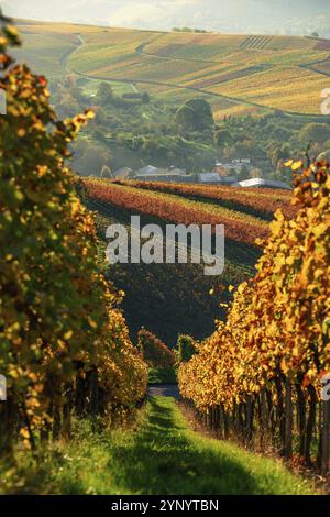 Sonnenuntergang auf den bunten Weinhöfen in süddeutschland im Herbst Stockfoto