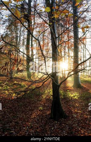 Sonnenuntergang im Herbst mit fast allen Blättern auf dem Boden in Attenweiler bei Biberach Stockfoto