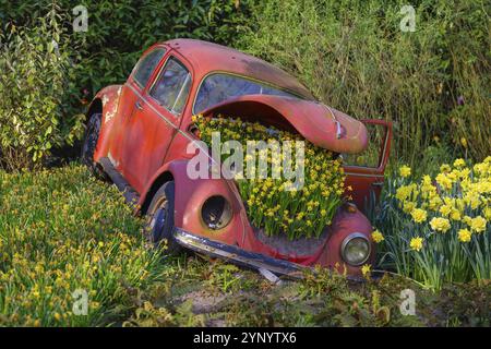 LISSE, NIEDERLANDE, 22. APRIL 2018: Alter VW-Käfer mit schönen gelben Narzissenblüten dekoriert Stockfoto