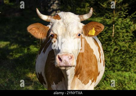 Nahaufnahme eines Kuhkopfes Stockfoto