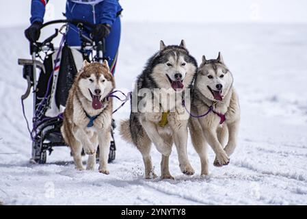 Schlittenhund-Szene während eines Wettkampfs Stockfoto