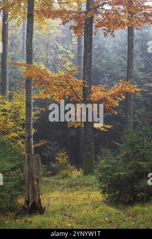 Herbstfarben tief in den Wald mit Nebel am Morgen in Baden-württemberg Stockfoto