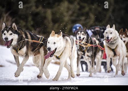 Schlittenhund-Szene während eines Wettkampfs Stockfoto