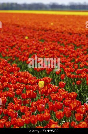 Einzelne gelbe Tulpe auf einem Feld mit roten Tulpen Stockfoto