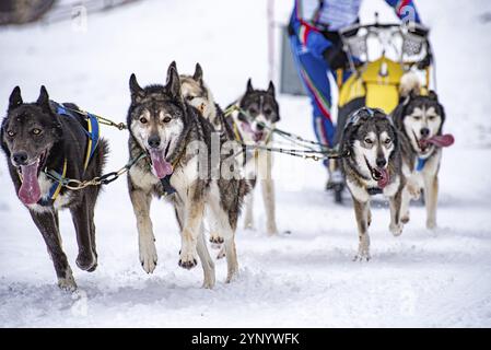 Schlittenhund-Szene während eines Wettkampfs Stockfoto