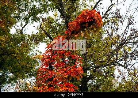 Virginia Creeper-Rebe mit lebhaftem Herbstlaub, das an einer Straßenlaterne erklimmt. Herbstfarben und urbanes Grün in einer saisonalen Outdoor-Szene. Stockfoto