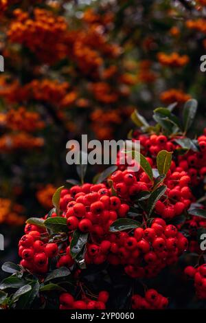 Haufen von leuchtend roten Pyracantha-Beeren auf üppig grünem Sträucher. Feuerdornpflanze in natürlicher Gartenumgebung mit kräftigen saisonalen Farben. Stockfoto