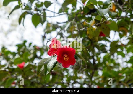 Camellia japonica Pflanze aus der Nähe, leuchtend rote Blumen und grüne Blätter, japanischer Garten im Frühling Stockfoto