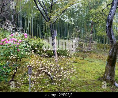 Blühende Bäume und Pflanzen in einem japanischen Garten, Frühlingstag in Japan, die Etiketten auf englisch und japanisch sind Sakurakirsche und orientalische Paperbush Stockfoto