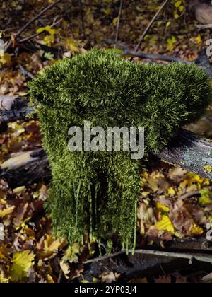 Grüner Strickschal, Fransen, Grasfellschal mit Moosstruktur, langer flauschiger Schal im Herbstwald, Samtschal, Halskleidung, Accessoire, Natur inspiriert Stockfoto