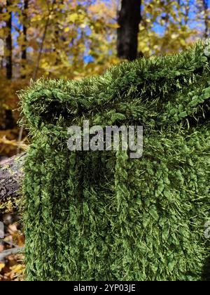 Grüner Strickschal, Fransen, Grasfellschal mit Moosstruktur, langer flauschiger Schal im Herbstwald, Samtschal, Halskleidung, Accessoire, Natur inspiriert Stockfoto