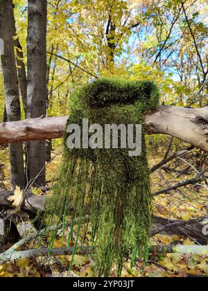 Grüner Strickschal, Fransen, Grasfellschal mit Moosstruktur, langer flauschiger Schal im Herbstwald, Samtschal, Halskleidung, Accessoire, Natur inspiriert Stockfoto