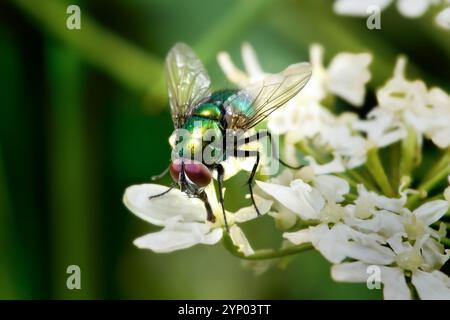 Grün glänzende Blowfly auf weißen Blüten - männliche grüne Flaschenfliege der Gattung Lucilia Stockfoto