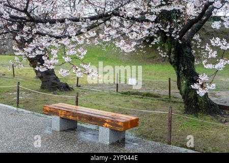 Leere Holzbank unter den blühenden Kirschbäumen, japanischer Garten im Frühling, nach dem Regen Stockfoto