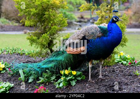 Männlicher Pfau Stockfoto
