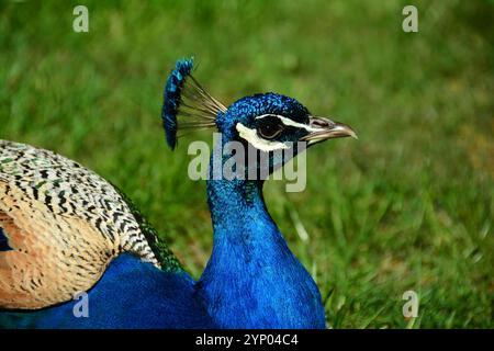 Männlicher Pfau Stockfoto