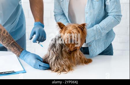 Tierpflege. Nahaufnahme des Tierarztes, der Yorkshire Terrier in der Klinik injiziert Stockfoto