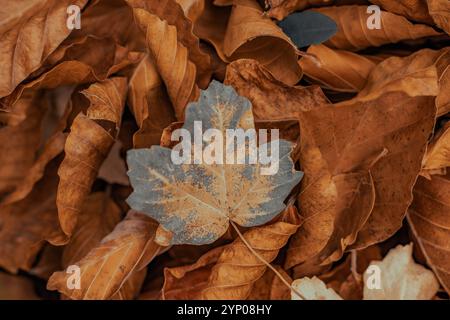 Herbstlaub in verschiedenen Farben auf dem Waldgrund Stockfoto