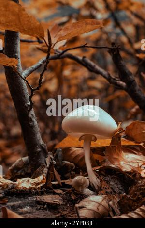 Pilz in einem Feenwald. Pilze, die in grünem Moos wachsen und mit Herbstblättern bewachsenen Wald. Stockfoto