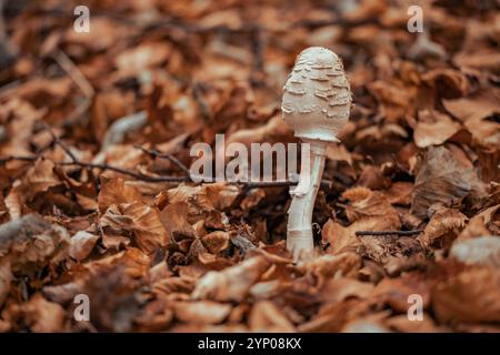 Pilz in einem Feenwald. Boletuspilze wachsen im Wald auf dem Boden, der mit herabfallenden Herbstblättern bedeckt ist Stockfoto