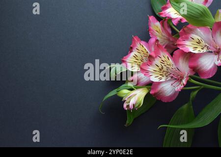 Schöne rosa Alstroemeria Blumen in grünen Blättern auf grauem Hintergrund. Peruanische Lily. Kopierbereich. Stockfoto