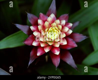 Droophead Tufted Airplant oder Scarlet Star, Bromelie, Guzmania lingulata „Francesca“, Bromeliaceae. Tropisches Amerika. Stockfoto