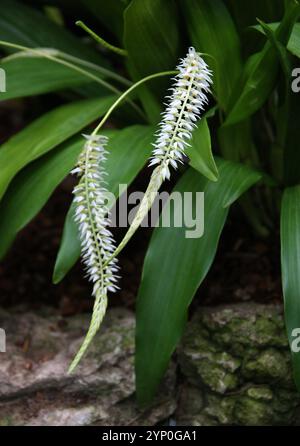 Nach Heu duftende Orchideen- oder Huskenartige Dendrochilum, Dendrochilum glumaceum, Orchidaceae. Borneo, Philippinen, Asien. Stockfoto