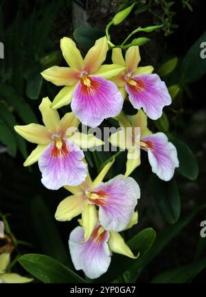 Stiefmütterchen Orchidee oder Miltonia Sunset Orchidee, Miltoniopsis phalaenopsis, Orchidaceae. Der Miltonia Sunset ist ein SympodialepiphytenOrchideenhydrat. Stockfoto