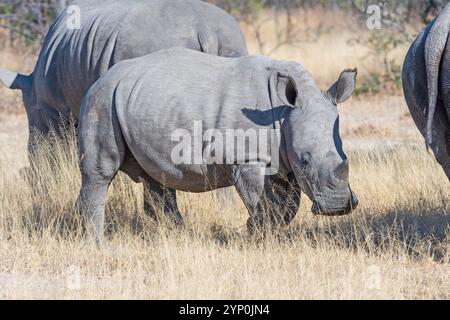 Baby Weiße Nashörner füttern auf dem Gras im Matobo-Nationalpark in Simbabwe Stockfoto