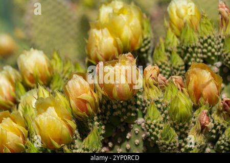 Eine Nahaufnahme eines Kaktuskaktus mit leuchtend gelben Knospen, der sich auf die Blüte vorbereitet, zeigt die komplizierten Texturen seiner Stacheln und das weiche d Stockfoto