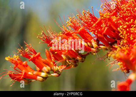 Ein lebendiger Ocotillo (Fouquieria splendens) in Blüte, mit auffälligen Häufchen rot-oranger Blüten an den Spitzen seiner stacheligen Stiele. Die lebendige Blüte Stockfoto