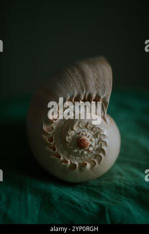 Ein Bild einer großen, leeren Schneckenschale. Unterwassertiere. Muscheln. Innenfoto. Melo Diadem Stockfoto