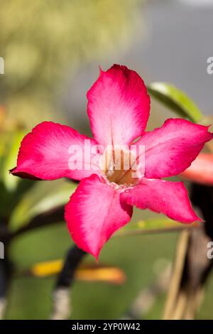 Leuchtend rosa Wüstenrose Blume (Adenium obesum) in voller Blüte. Stockfoto