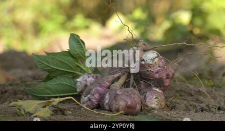 Frisch geerntete Jerusalem-Artischocken mit violetten Häuten und erdiger Textur auf dem Boden im Garten unter warmem Sonnenlicht, das die Esse einfängt Stockfoto