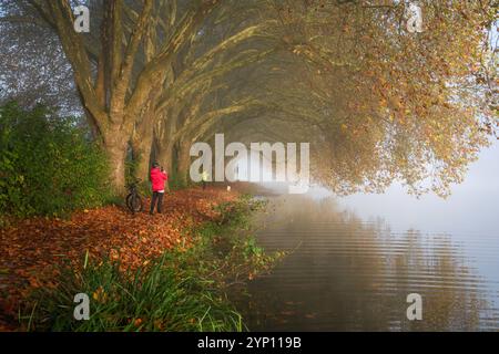 03.11.2024, Deutschland, Nordrhein-Westfalen, Essen - Goldener Herbst am Baldeney-See. Radfahrer und Jogger im Morgennebel auf dem Seeweg und Stockfoto