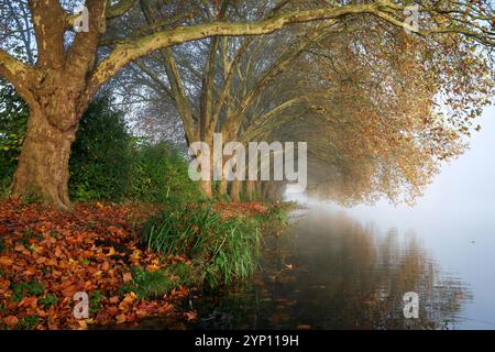 03.11.2024, Deutschland, Nordrhein-Westfalen, Essen - Goldener Herbst am Baldeney-See. Platanen im Morgennebel auf der Seepromenade. 00X241 Stockfoto